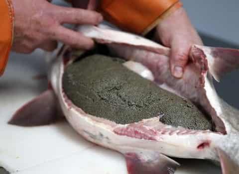 فروش خاویار ماهی قزل آلا + قیمت خرید به صرفه